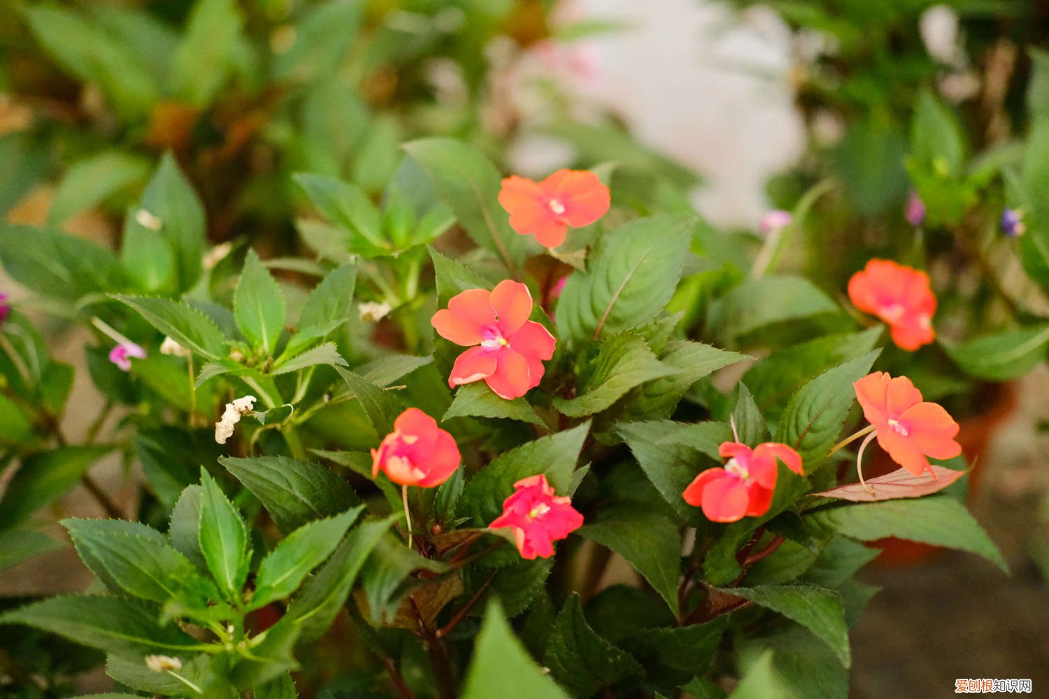 盆栽凤仙花冬天怎么养,冬天可以成活吗图片 盆栽凤仙花冬天怎么养，冬天可以成活吗