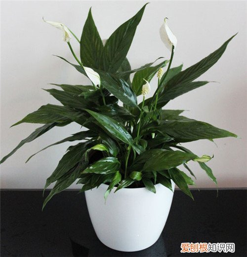 卧室放什么植物最好卧室适合养的5种植物推荐