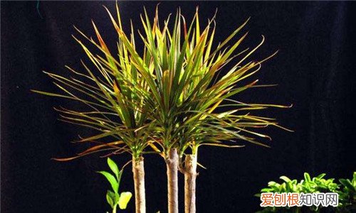 卧室放什么植物最好卧室适合养的5种植物推荐