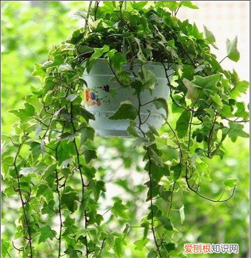 卧室放什么植物最好卧室适合养的5种植物推荐