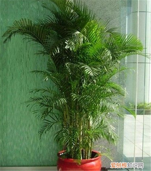 卧室放什么植物最好卧室适合养的5种植物推荐