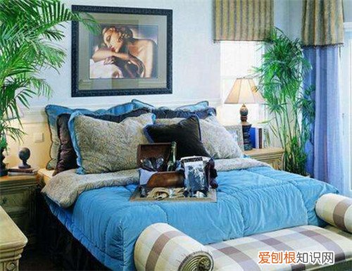 卧室放什么植物最好卧室适合养的5种植物推荐