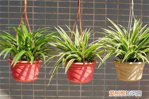 卧室放什么植物最好卧室适合养的5种植物推荐