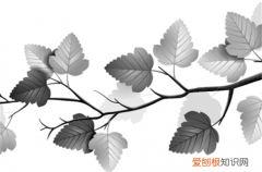 PS笔刷如何安装 笔刷分为哪几种