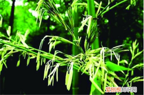 竹子开花象征着什么 如何预防竹子开花