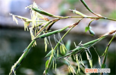 竹子开花象征着什么 如何预防竹子开花