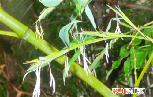 竹子开花象征着什么 如何预防竹子开花