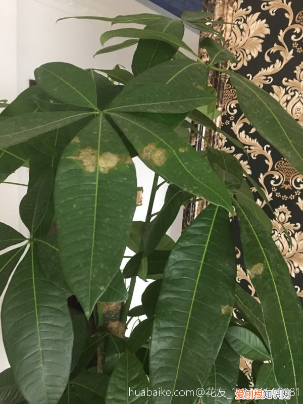 养花的英文短语，新手养花易犯错，5个方面要记牢，养好花其实也简单