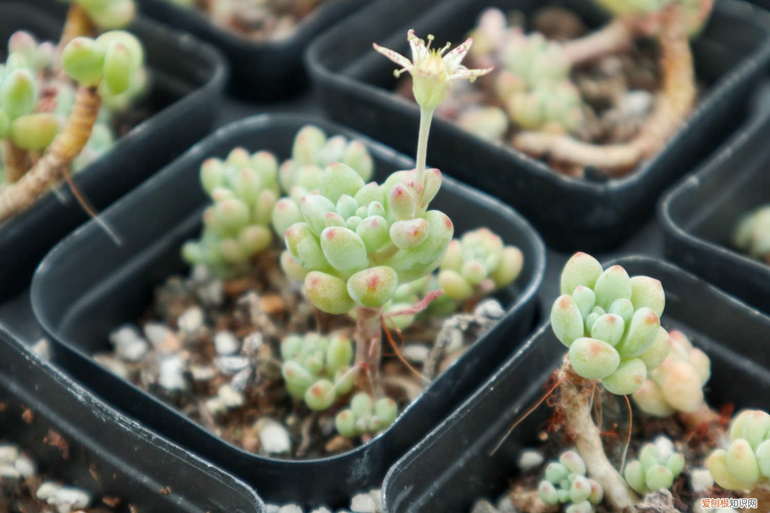 绿豆怎么种发芽最快小学生 绿豆怎么种