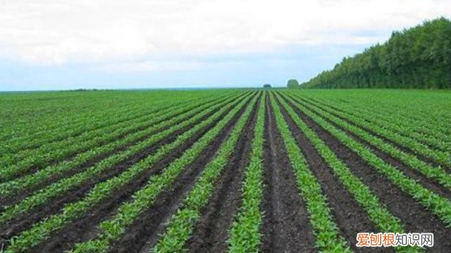 绿豆怎么种发芽最快小学生 绿豆怎么种