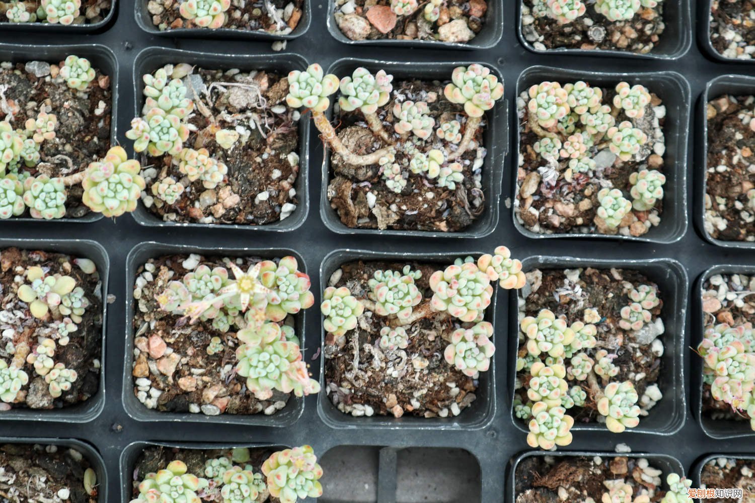 绿豆怎么种发芽最快小学生 绿豆怎么种