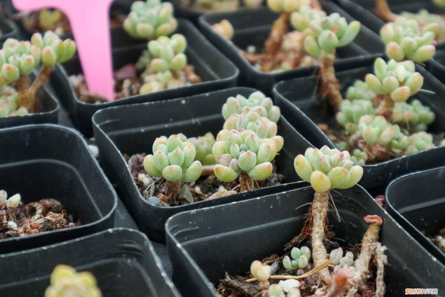 绿豆怎么种发芽最快小学生 绿豆怎么种