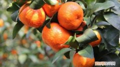 沙糖桔结果树修剪方法 一年的沙糖桔修剪过程