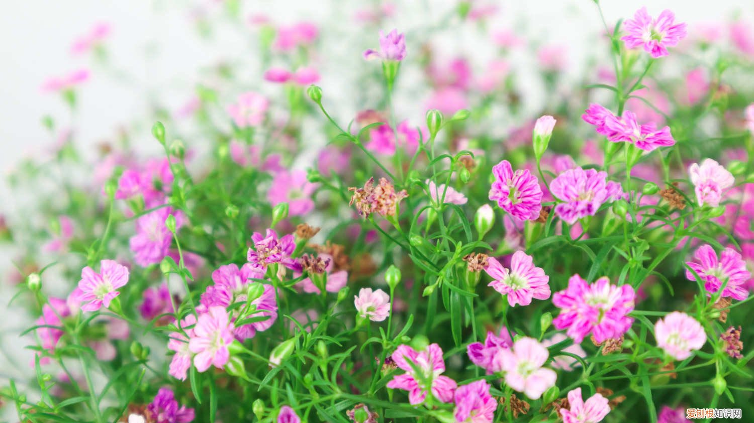 满天星要放在水里吗 满天星放水里还是干放