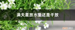 满天星要放在水里吗 满天星放水里还是干放