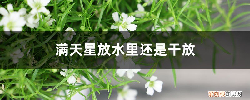 满天星要放在水里吗 满天星放水里还是干放