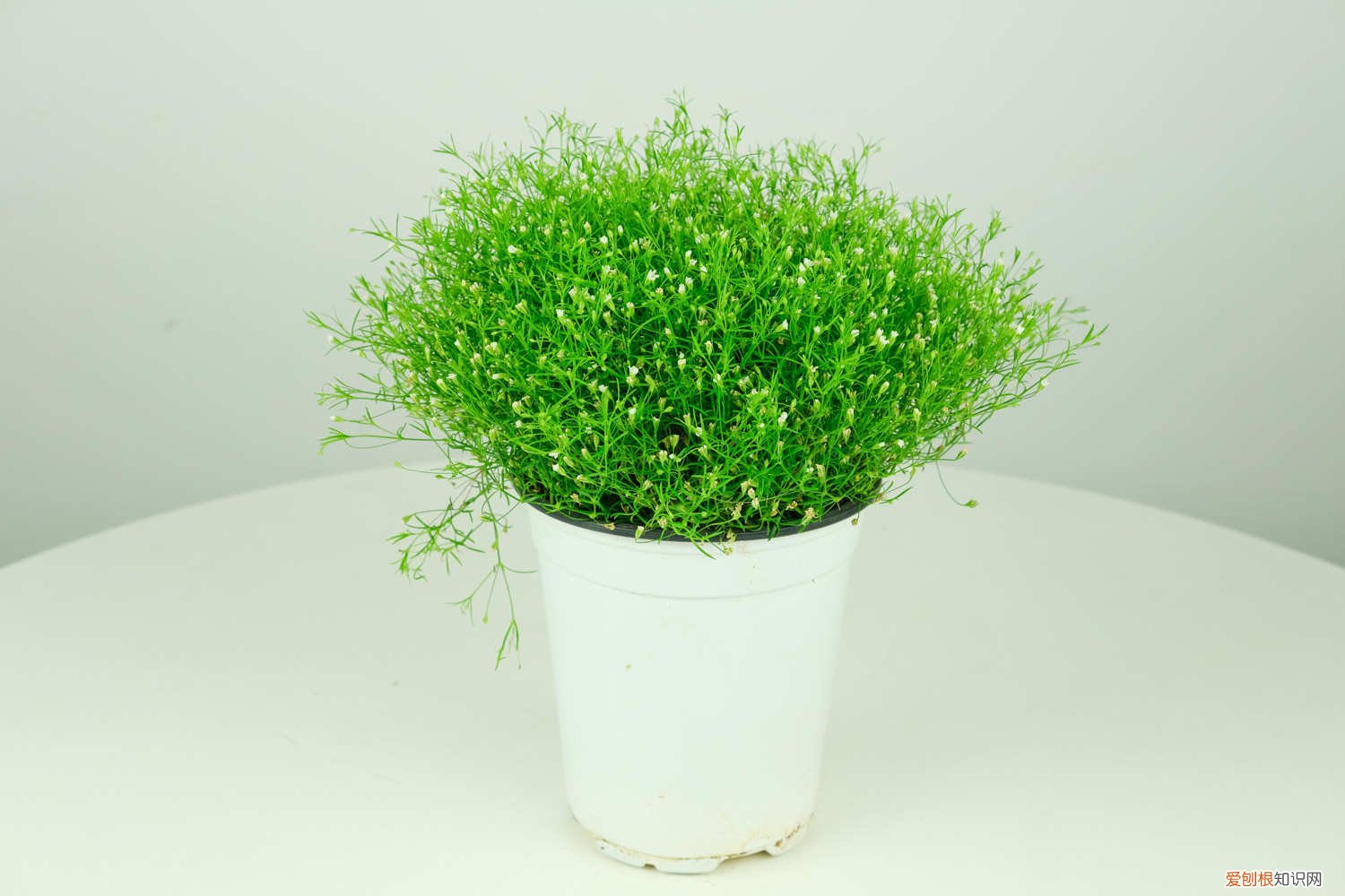 满天星要放在水里吗 满天星放水里还是干放