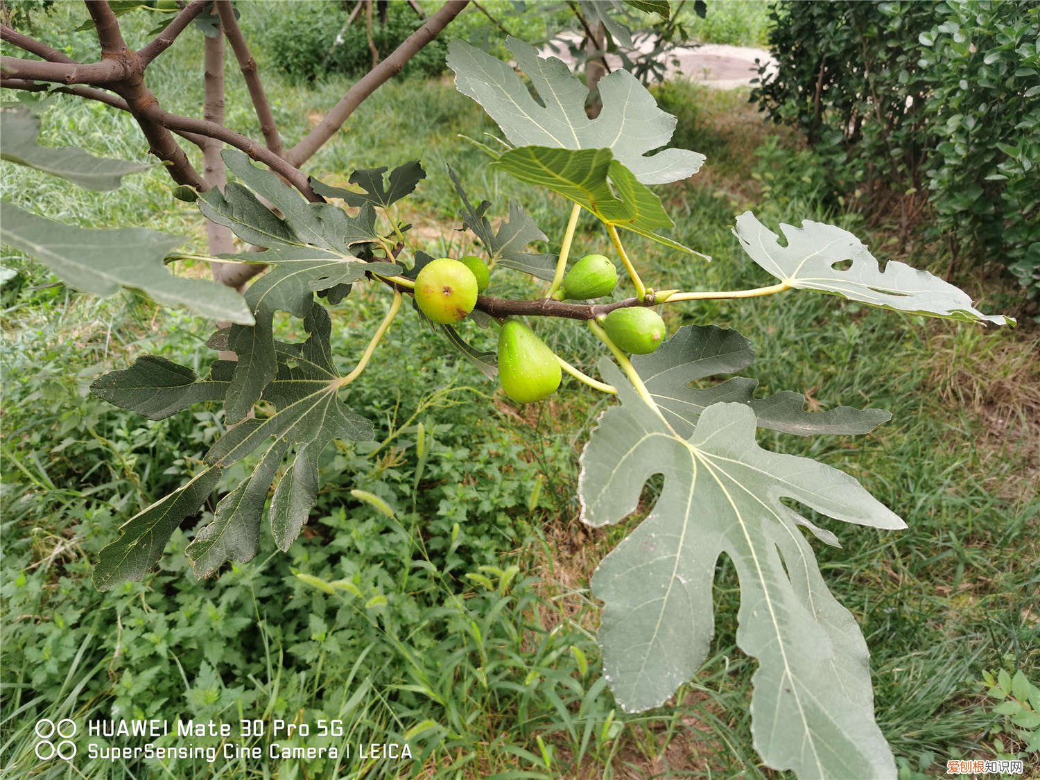 无花果怎么种植方法 无花果怎么种植