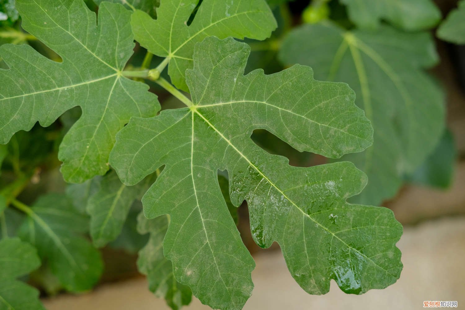 无花果怎么种植方法 无花果怎么种植