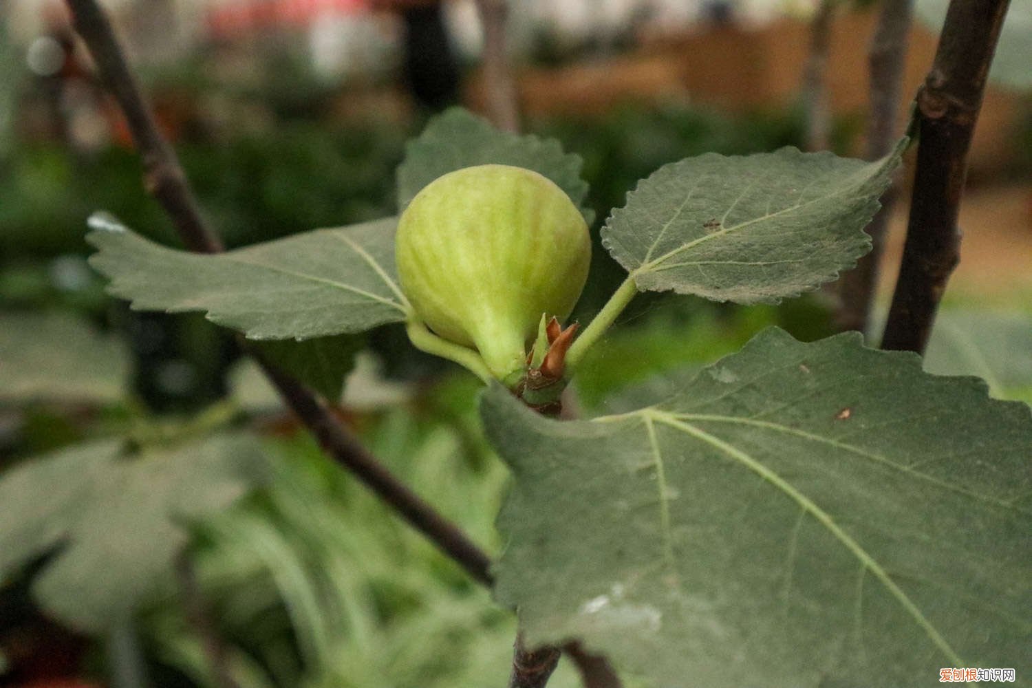 无花果怎么种植方法 无花果怎么种植