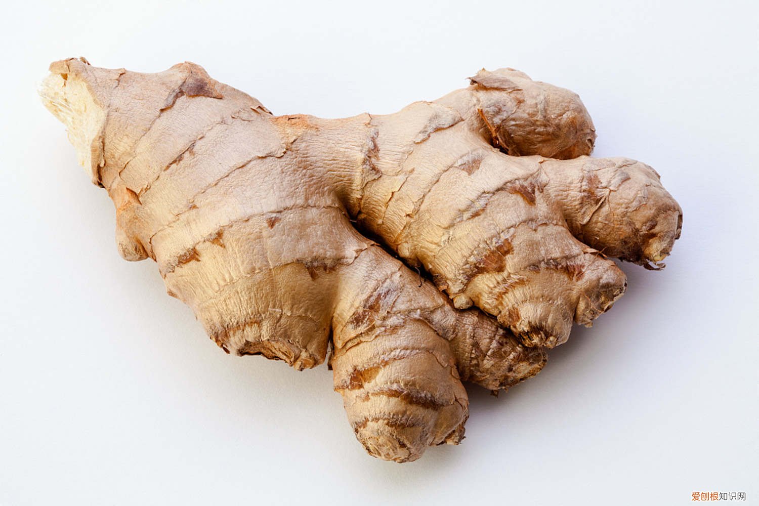 生姜怎么种,什么时候种 生姜怎么种