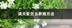满天星怎么养殖方法用什么肥料 满天星怎么养殖方法