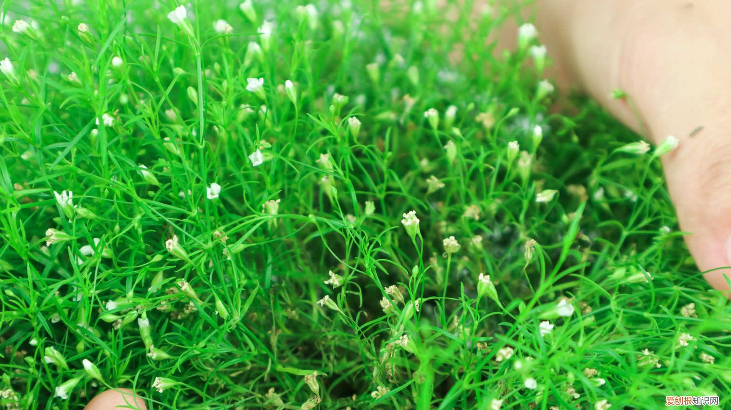 满天星怎么养殖方法用什么肥料 满天星怎么养殖方法