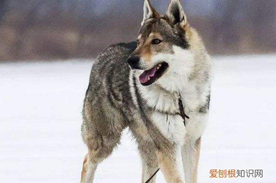 捷克狼犬在中国禁养吗 捷克狼犬在中国禁养