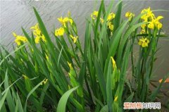 黄菖蒲的繁殖方法及栽培技术 黄菖蒲有什么药用价值