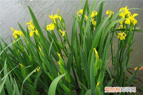 黄菖蒲的繁殖方法及栽培技术 黄菖蒲有什么药用价值