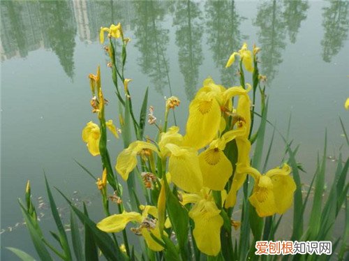 黄菖蒲的繁殖方法及栽培技术 黄菖蒲有什么药用价值