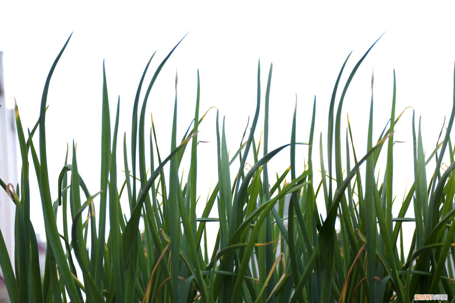 韭菜怎么种植最好 韭菜怎么种