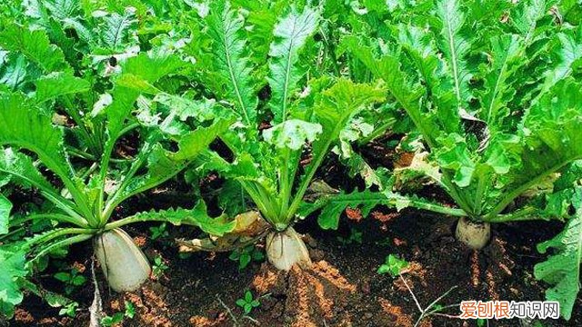 种萝卜的方法和时间 种萝卜的时间