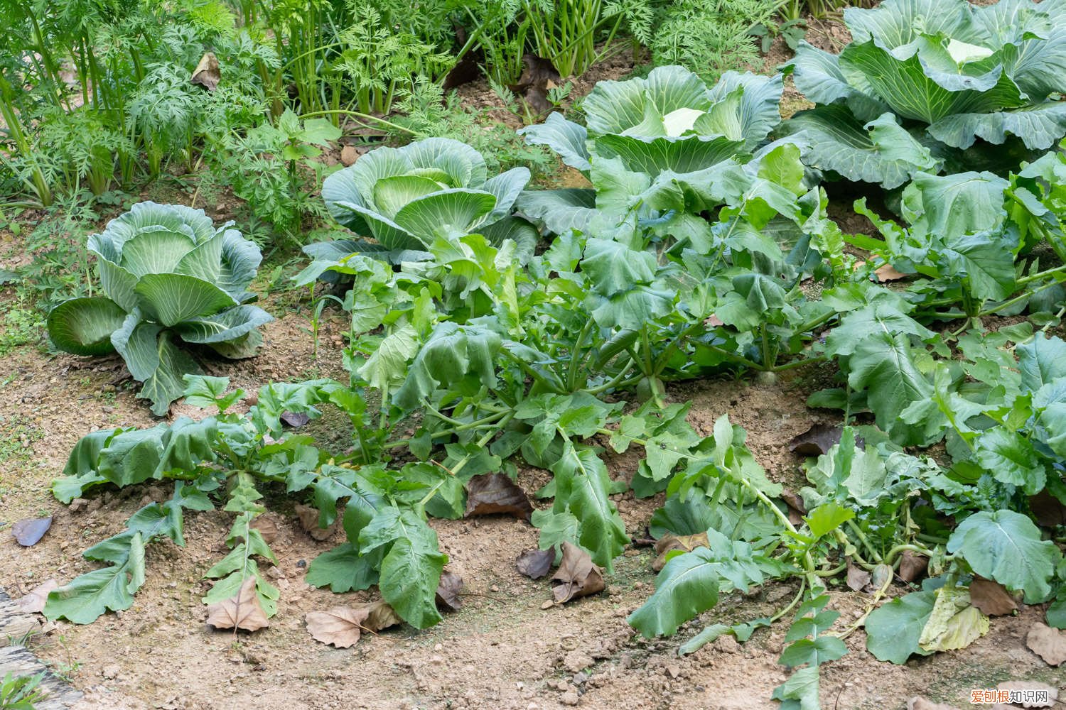 种萝卜的方法和时间 种萝卜的时间