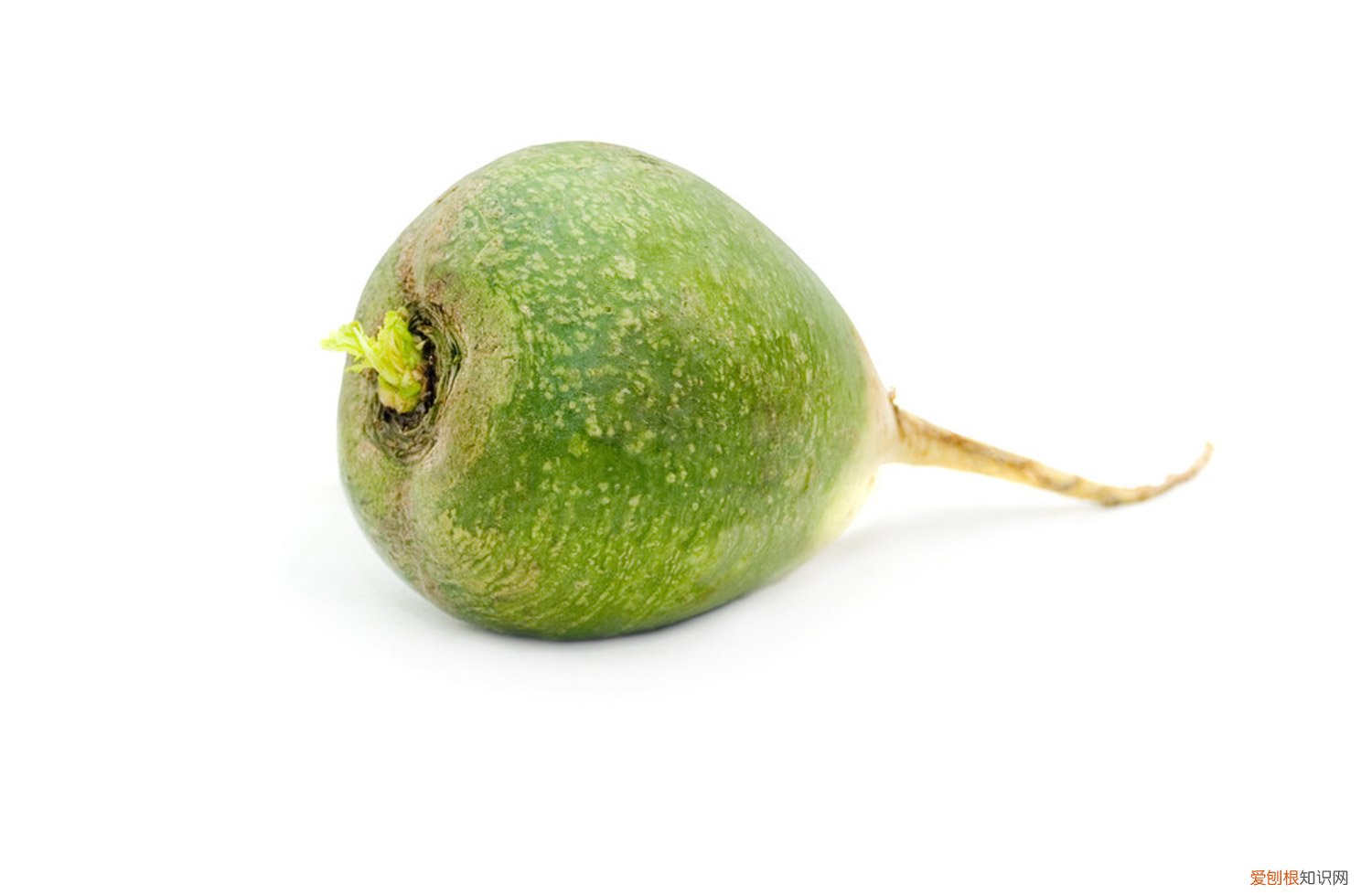 种萝卜的方法和时间 种萝卜的时间