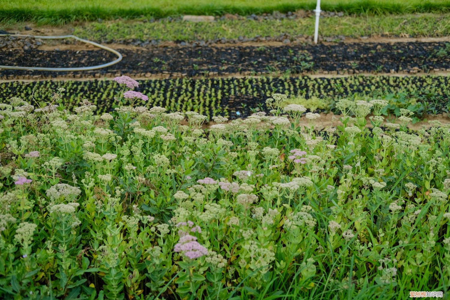 姜发芽了可以种盆栽吗 姜发芽了怎么种盆栽