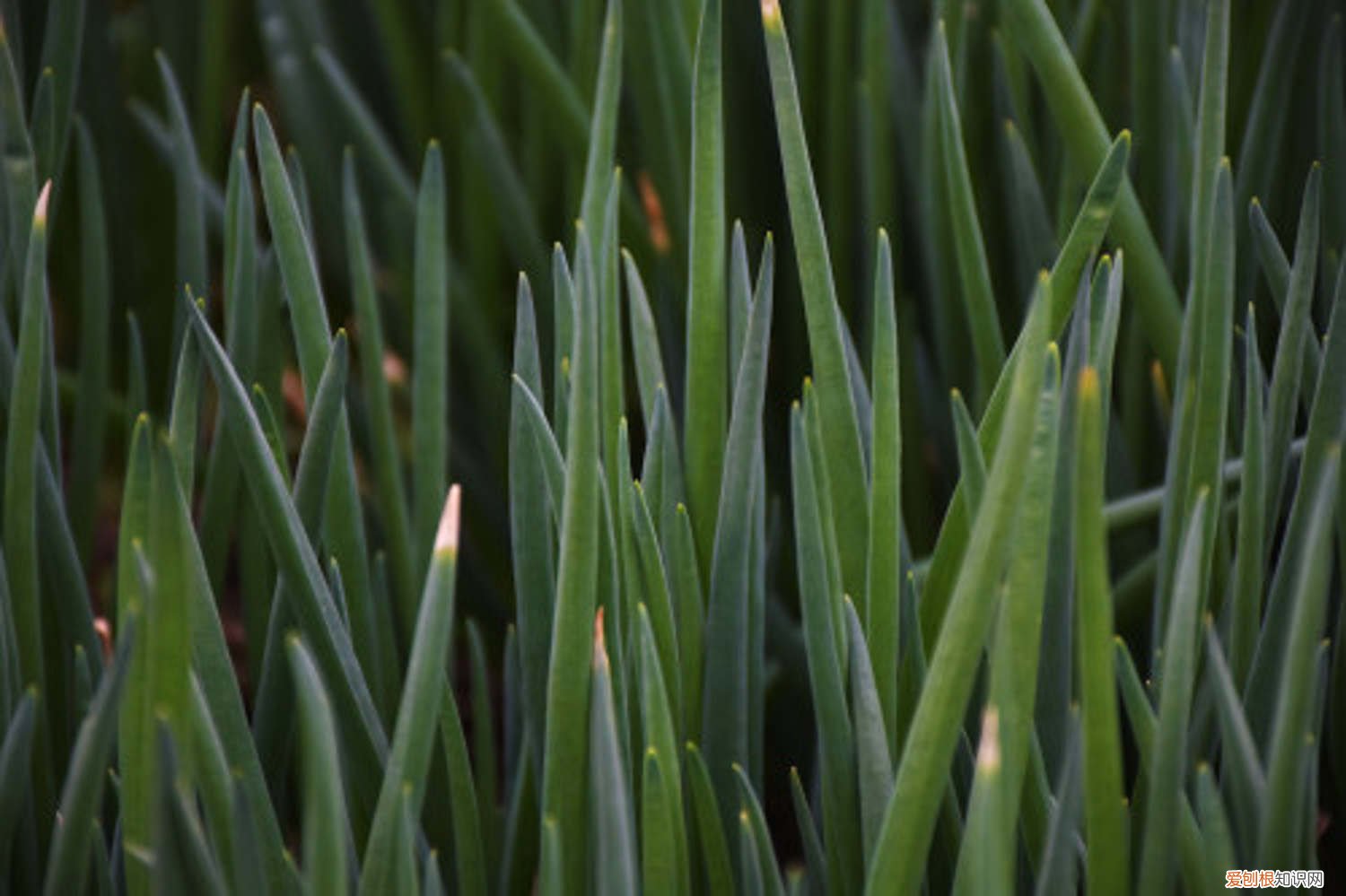 花盆种葱的方法 种葱的方法