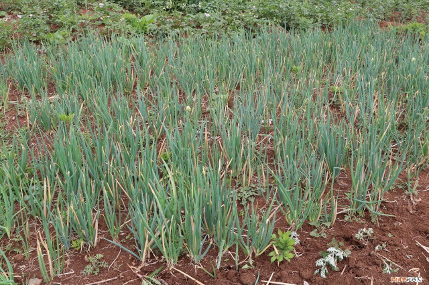 花盆种葱的方法 种葱的方法