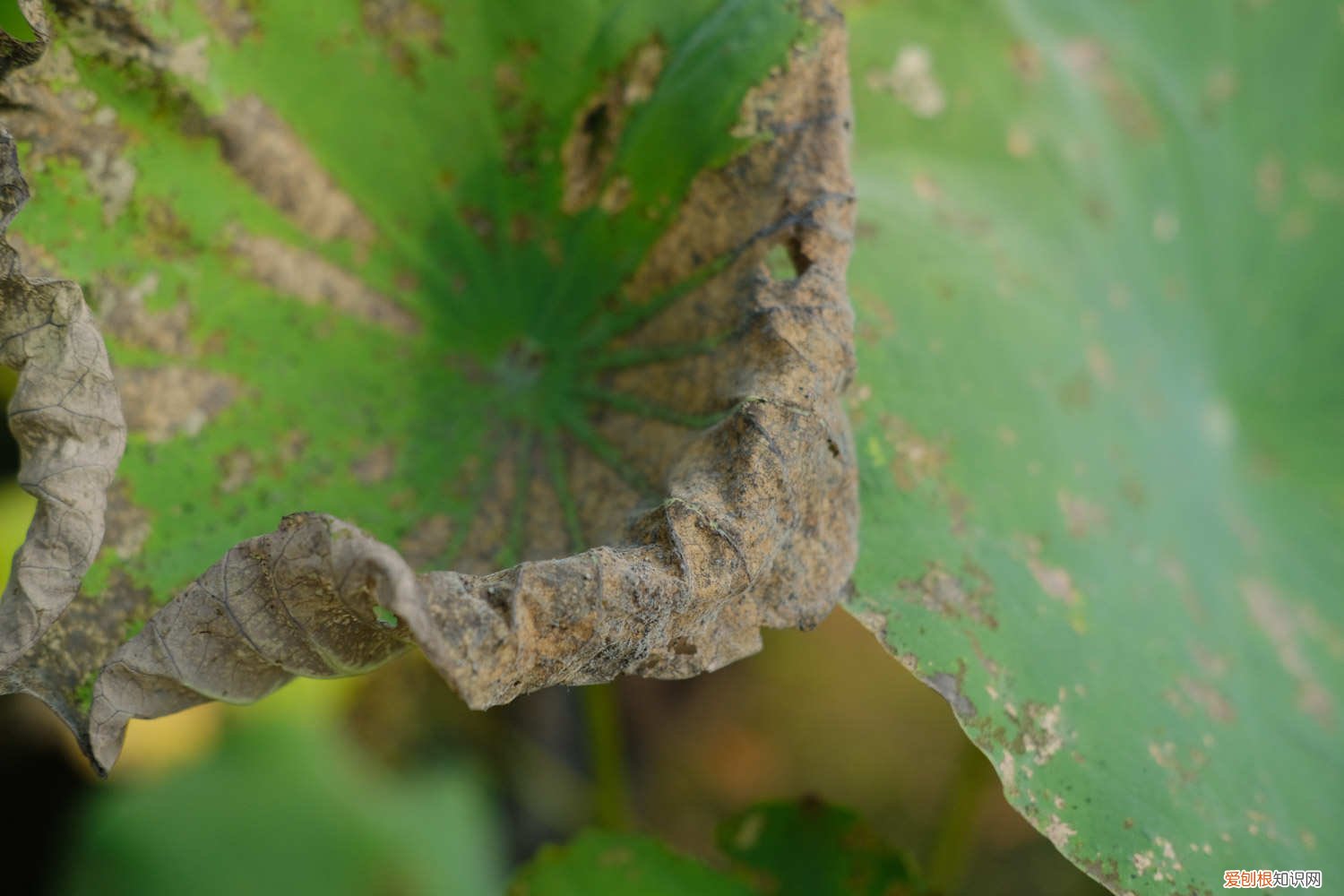 荷花怎么种植方法 池塘 荷花怎么种