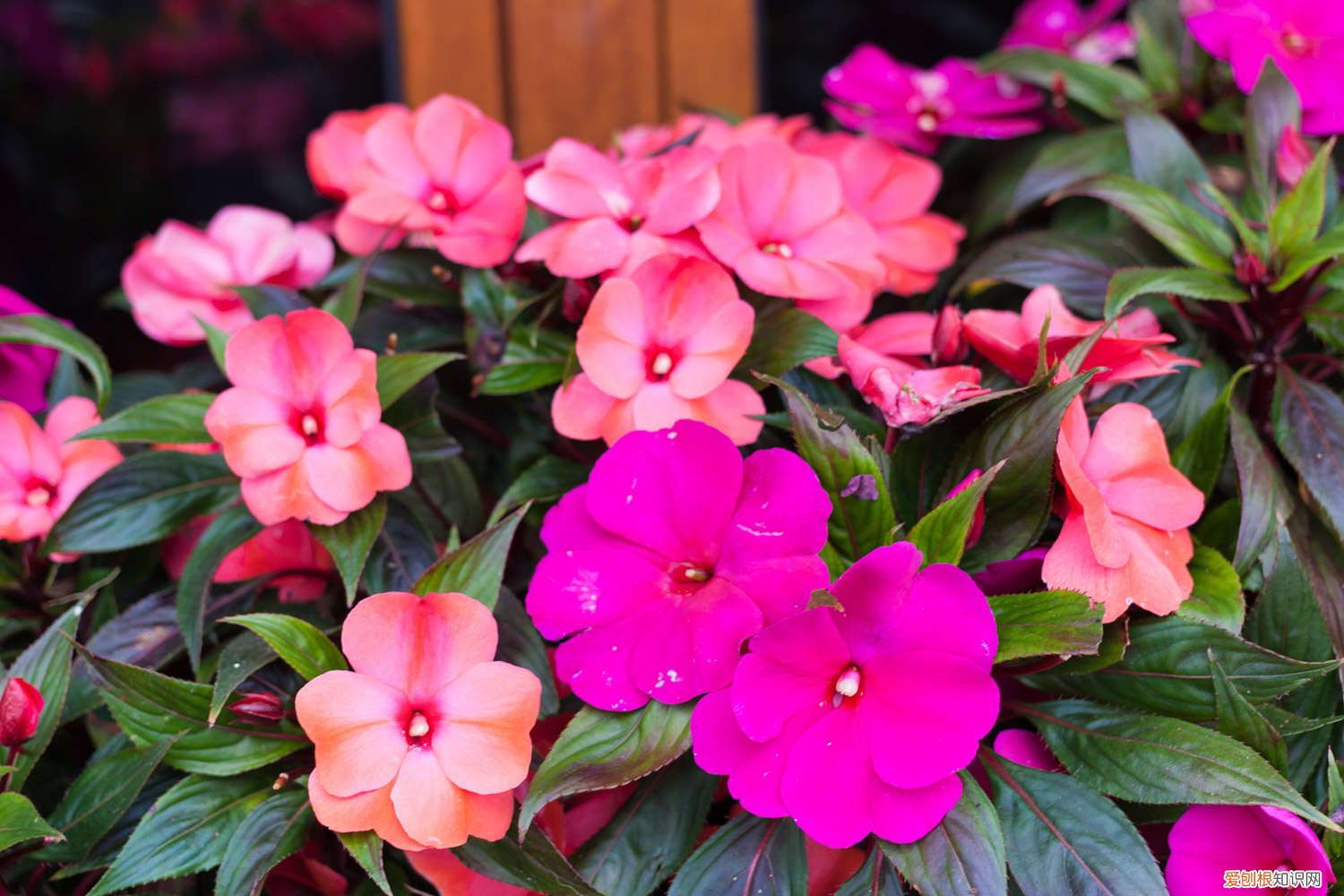 盆栽凤仙花怎么养 盆栽凤仙花的养殖方法和注意事项，凤仙花图片