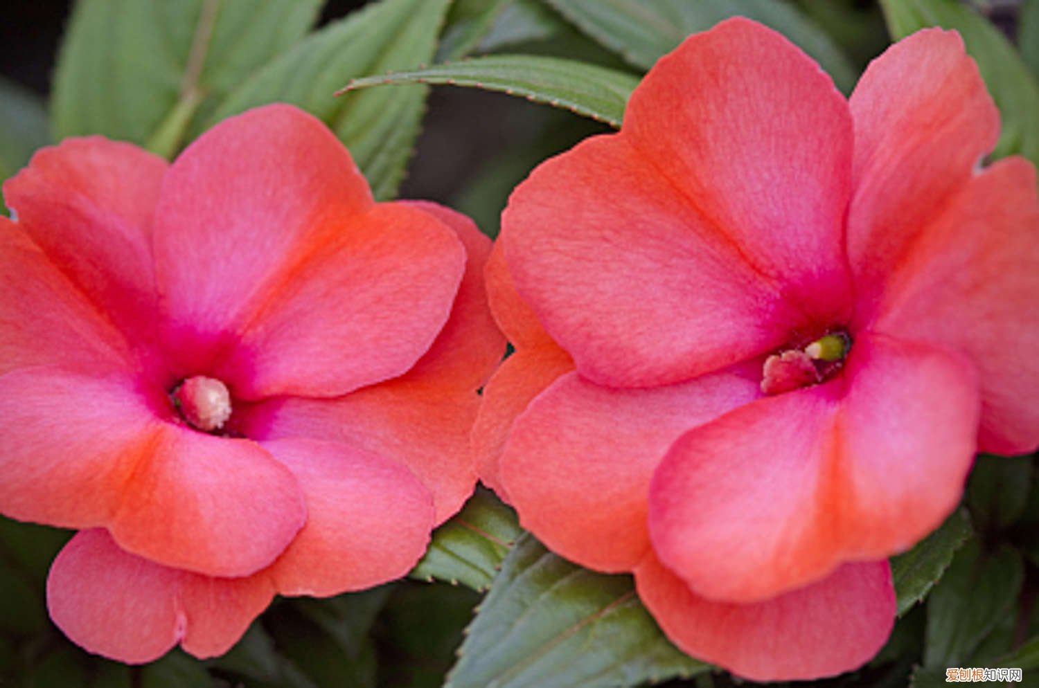 盆栽凤仙花怎么养 盆栽凤仙花的养殖方法和注意事项，凤仙花图片