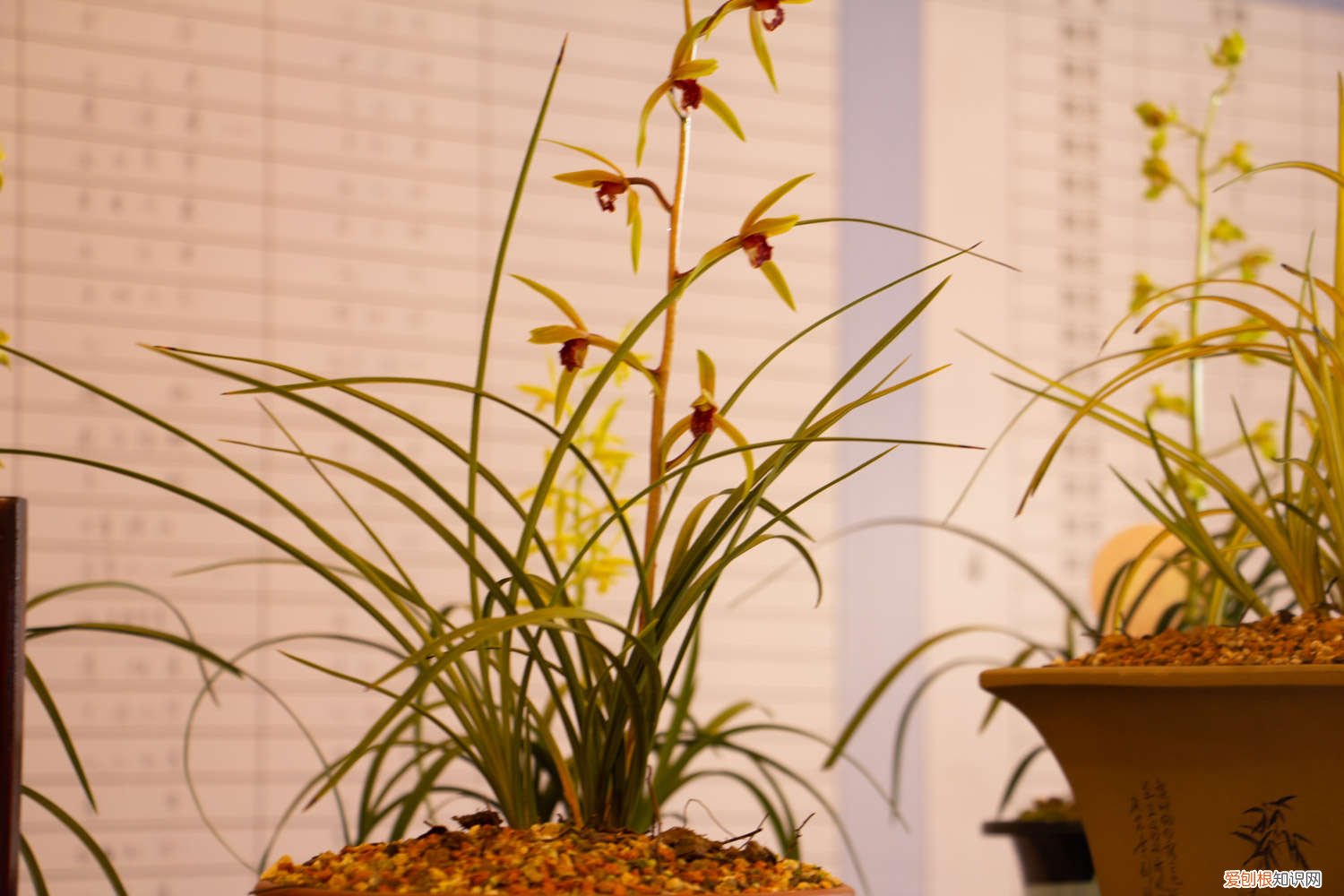 兰花用什么盆栽比较好 兰花怎么选盆，用什么盆栽培最好