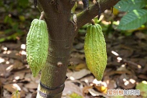 可可豆的功效与作用可可和咖啡有什么区别