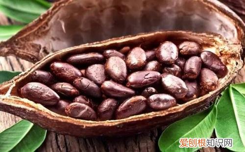 可可豆的功效与作用可可和咖啡有什么区别