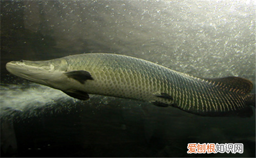 海象鱼如何人工饲养 有哪些注意事项