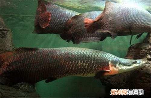 海象鱼如何人工饲养 有哪些注意事项