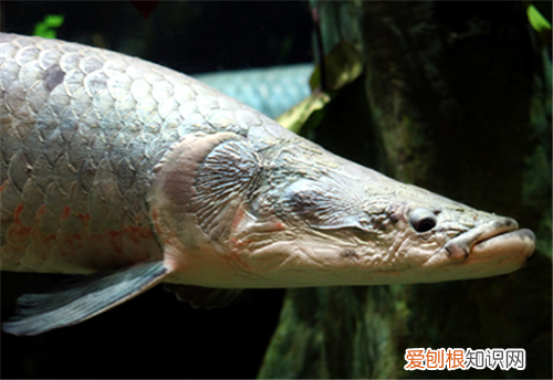 海象鱼如何人工饲养 有哪些注意事项