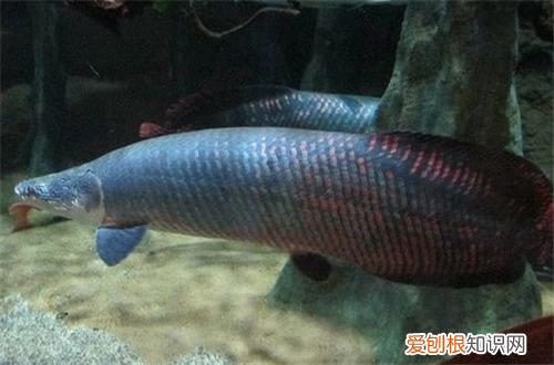 海象鱼如何人工饲养 有哪些注意事项