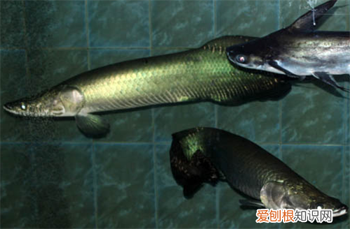 海象鱼如何人工饲养 有哪些注意事项