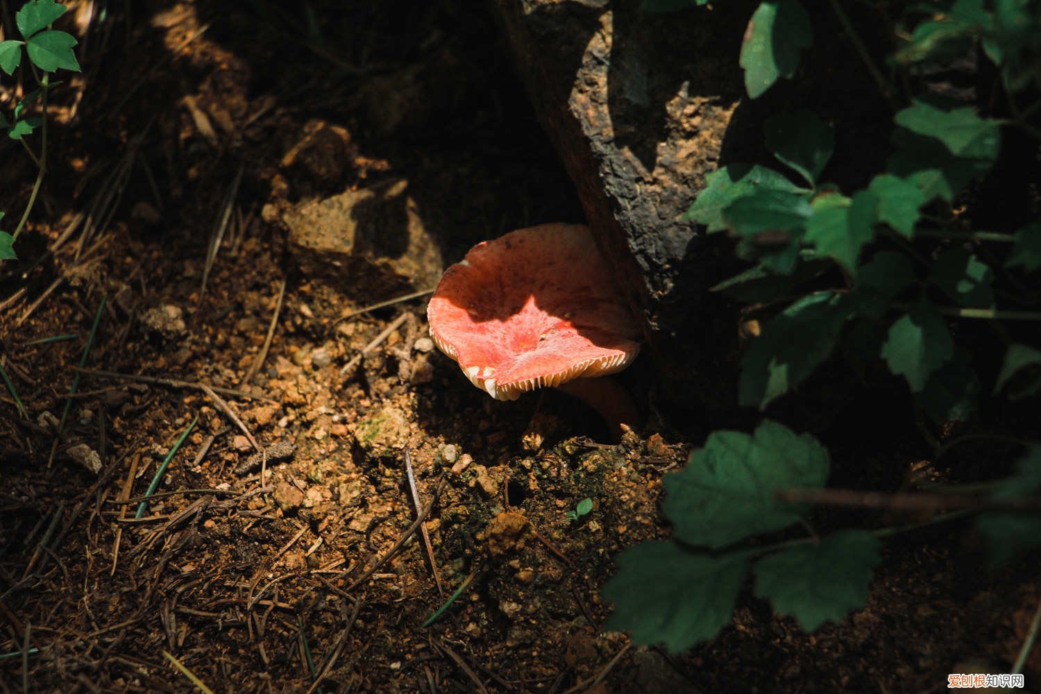 香菜怎么种植容易发芽快 香菜怎么种植容易发芽